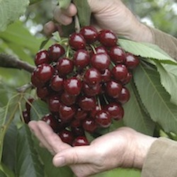 Grow Plum Trees