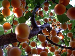 Top Nurseries for ordering fruit trees Planting Bare Root Fruit Trees