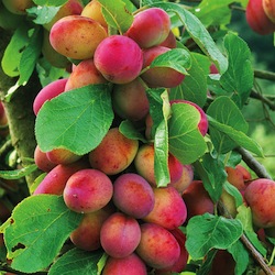 Grow Plum Trees