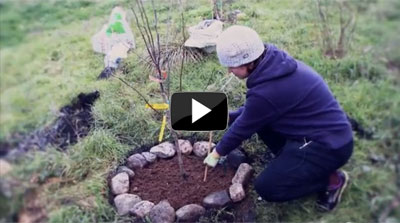 Video of How to Choose and Plant a Bare Root Fruit Tree Planting Bare Root Fruit Trees