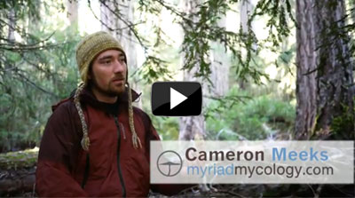 How to Pick Mushrooms Video