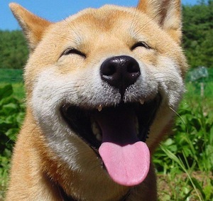 Happy Healthy Dog