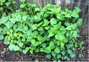 Growing Stinging Nettles