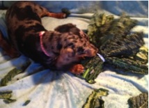 Puppy Kale