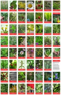 All Wild Edible Cards 