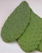 Nopale cactus paddles