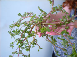 Purslane