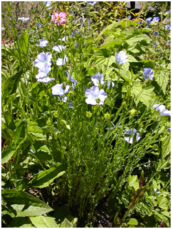 Flax Seed Flowers