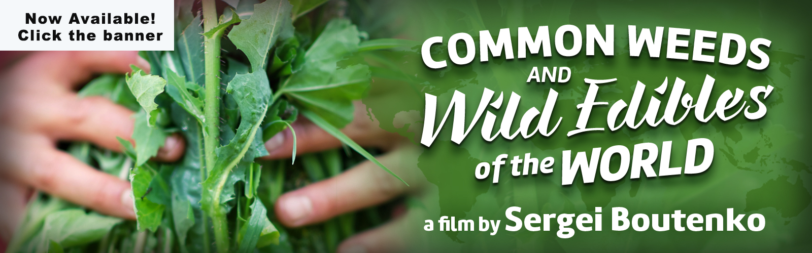 common-weeds-wild-edibles-banner3-1600x500